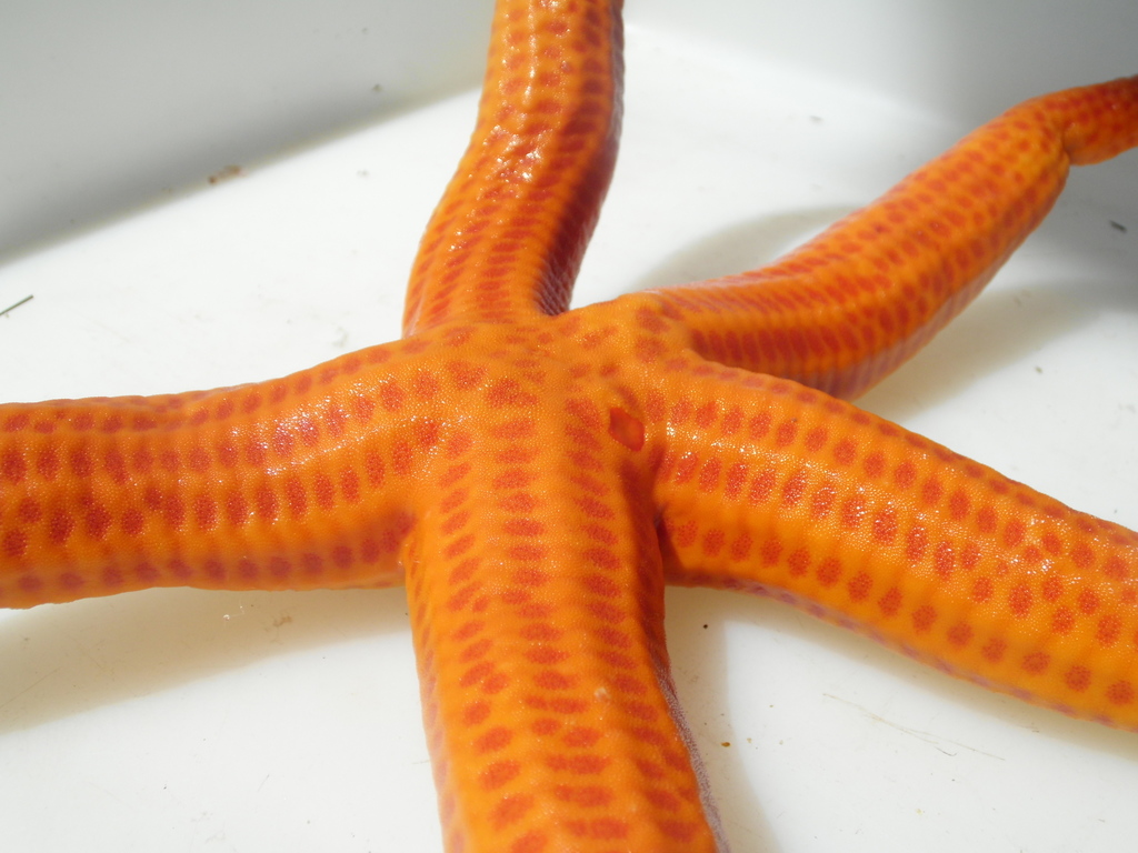 Smooth Sea Star