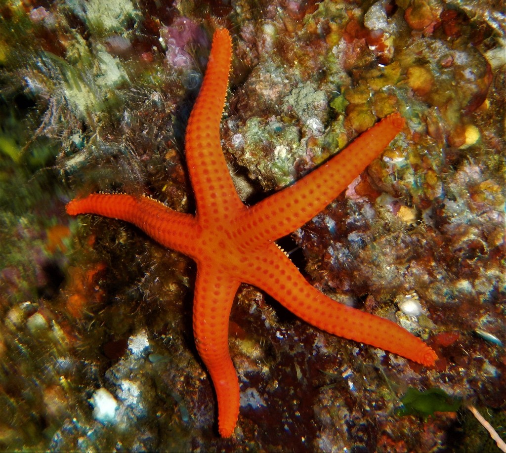 Smooth Sea Star