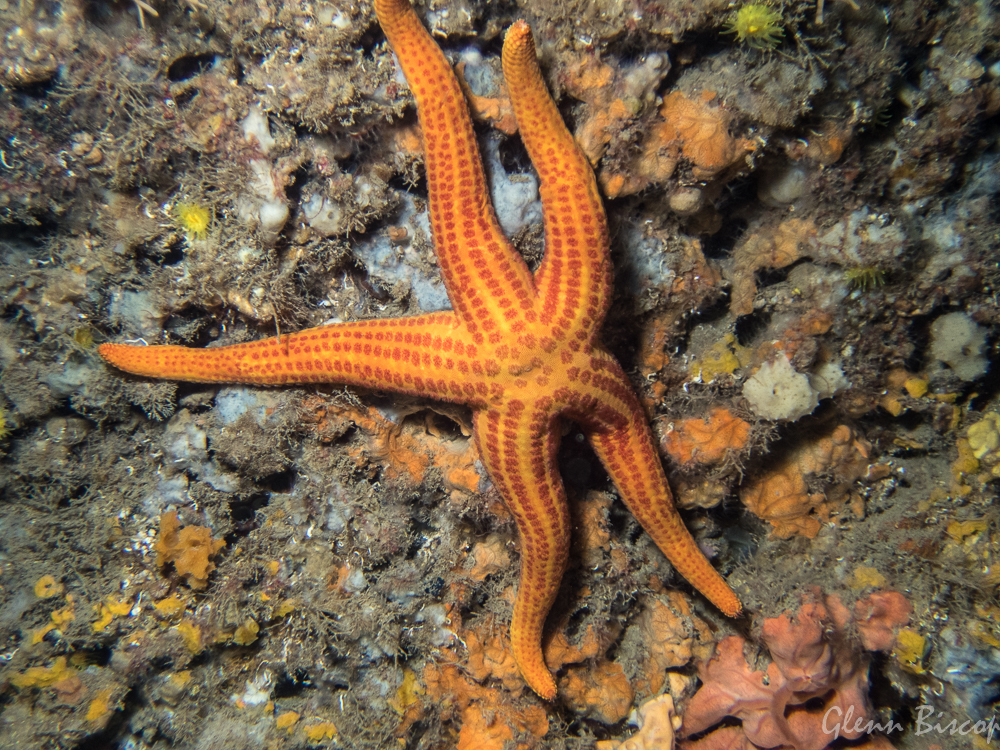Smooth Sea Star