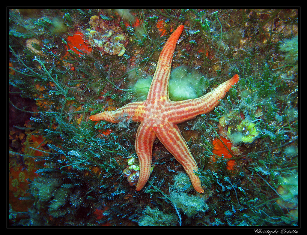 Smooth Sea Star