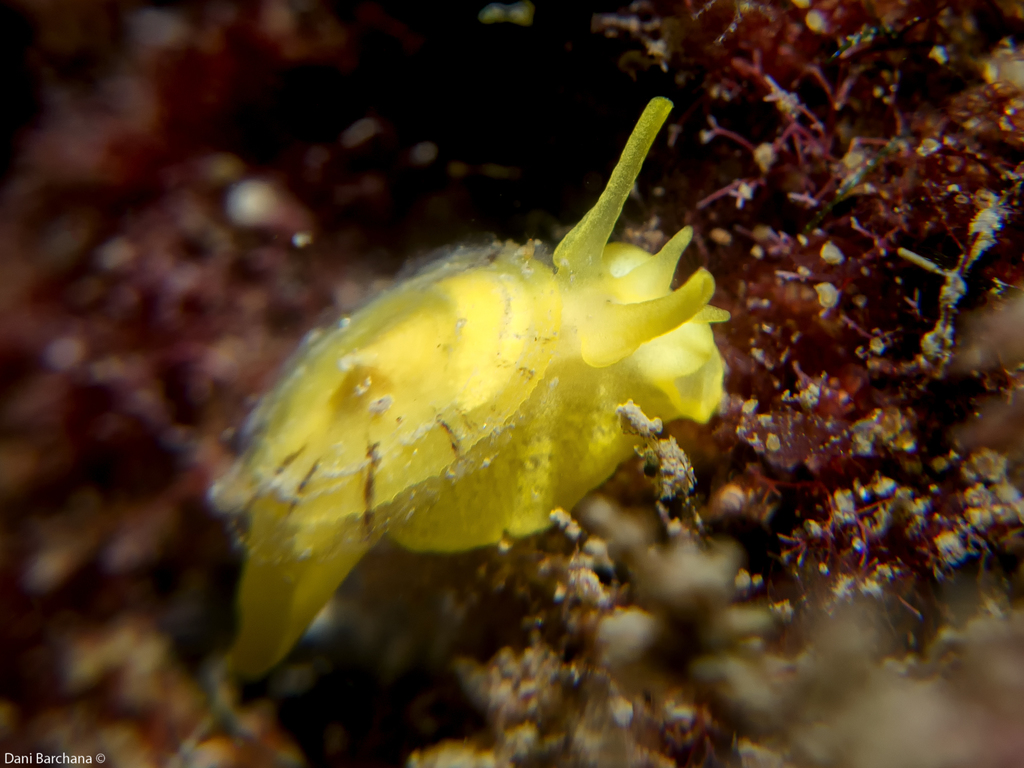 Yellow Umbrella Slug