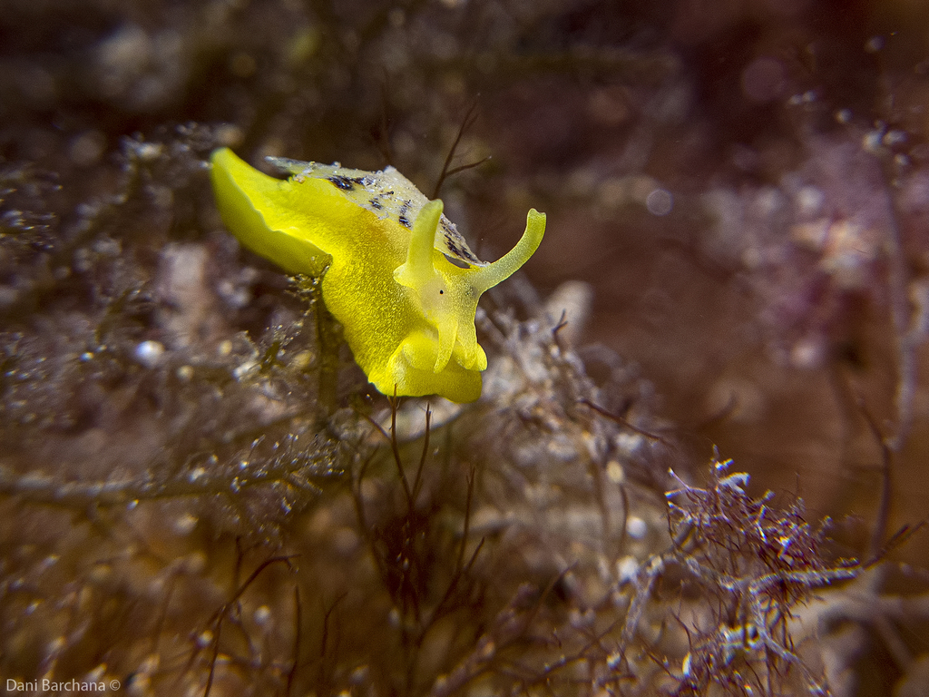 Yellow Umbrella Slug