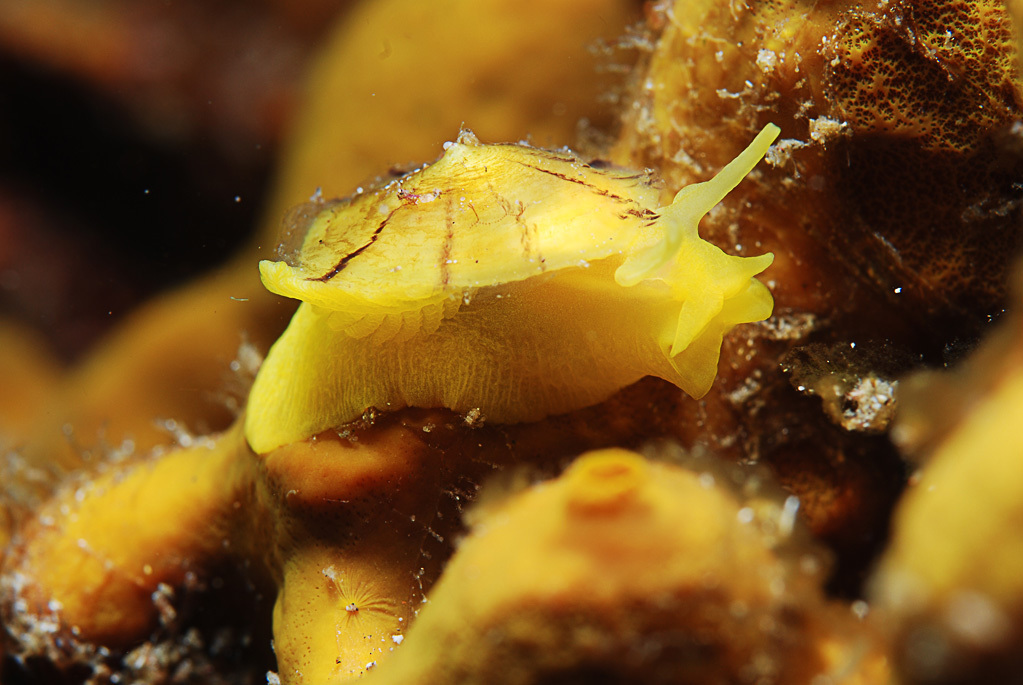 Yellow Umbrella Slug