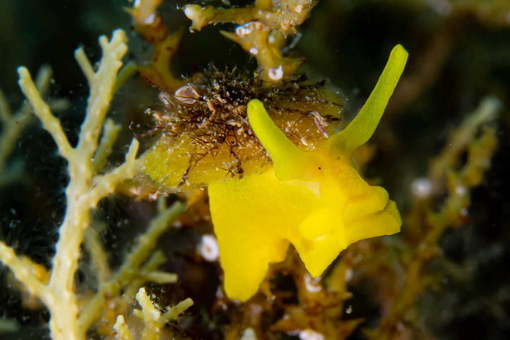 Yellow Umbrella Slug