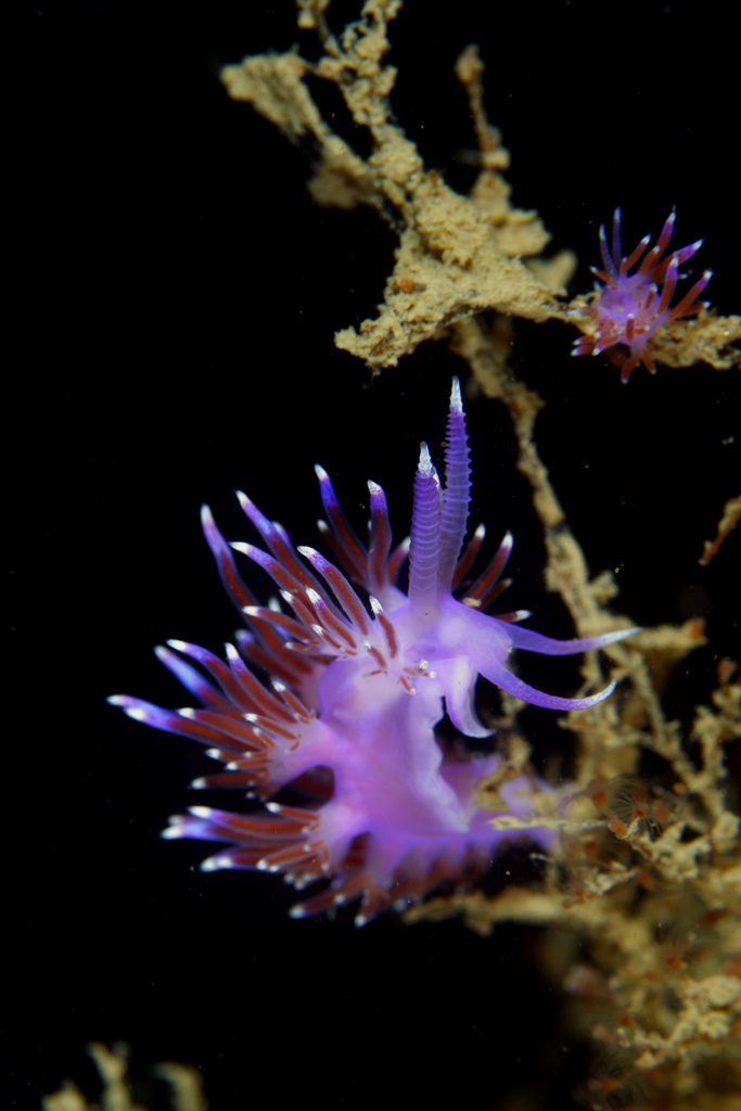 Mediterranean Violet Aeolid