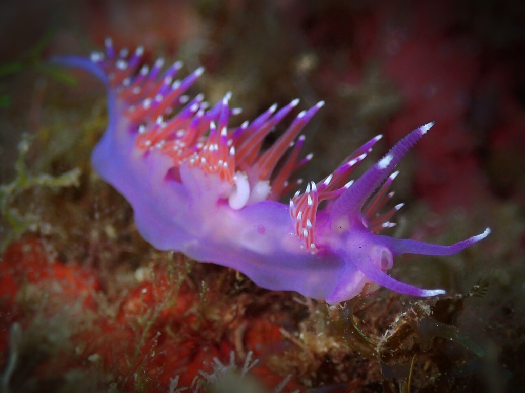 Mediterranean Violet Aeolid