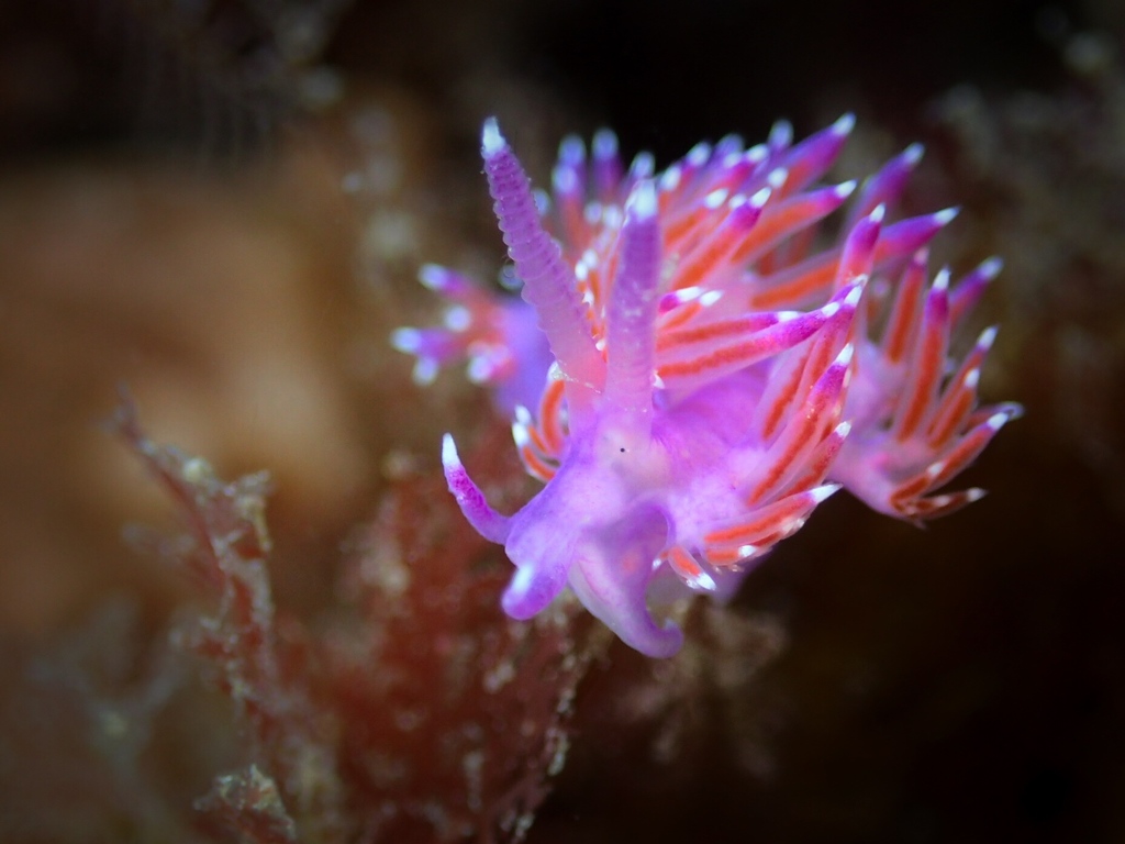 Mediterranean Violet Aeolid