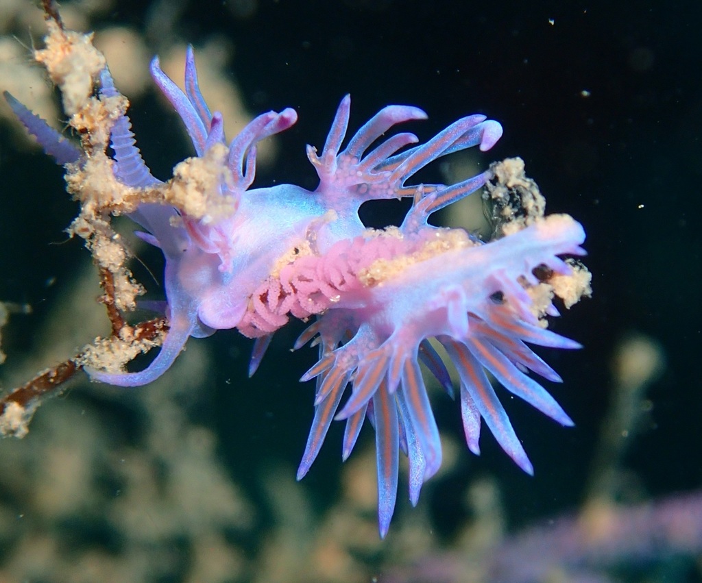 Mediterranean Violet Aeolid