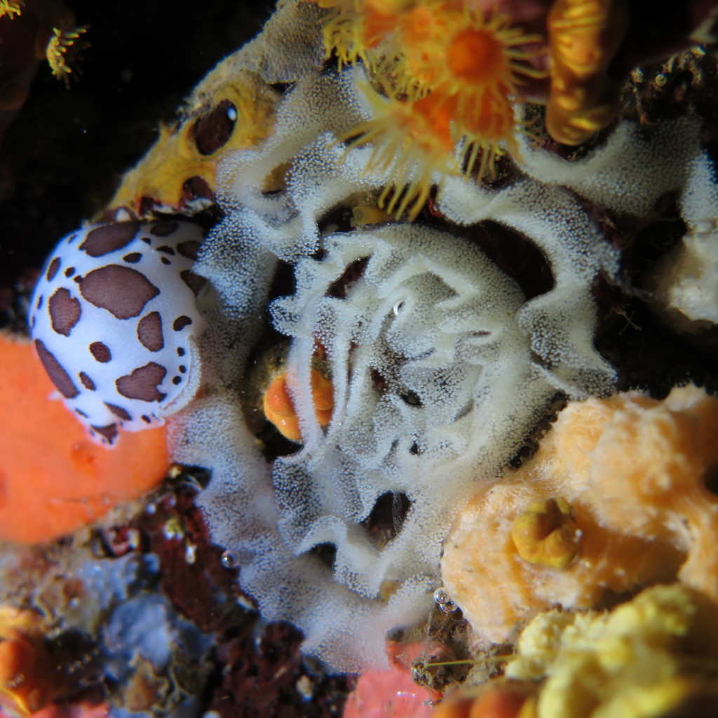 Leopard Sea Slug