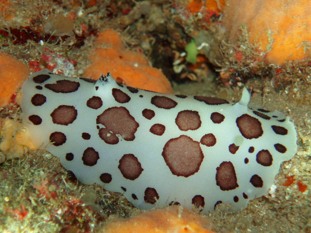 Leopard Sea Slug
