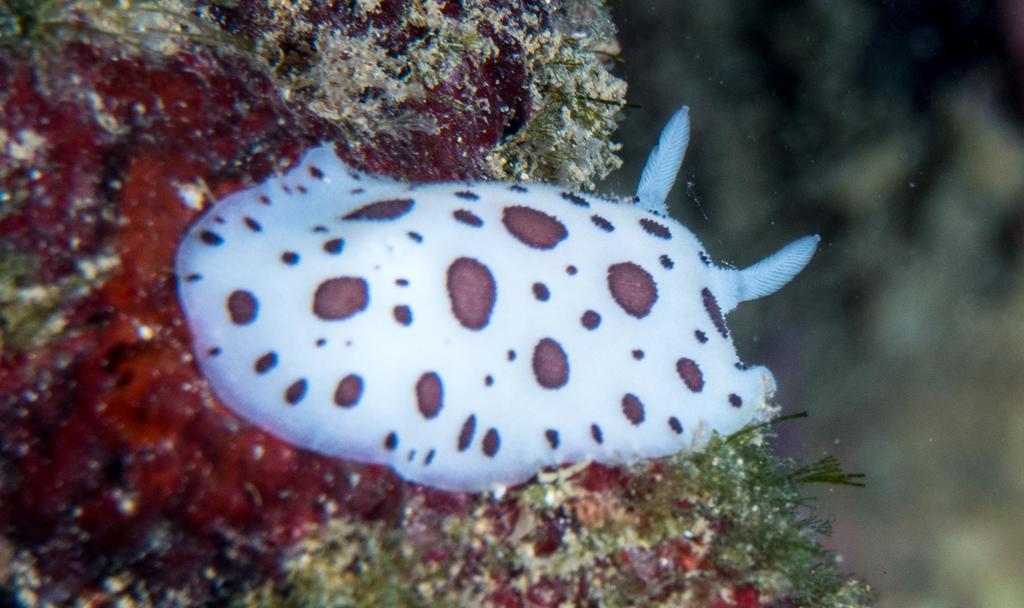 Leopard Sea Slug