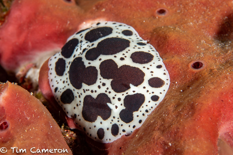 Leopard Sea Slug