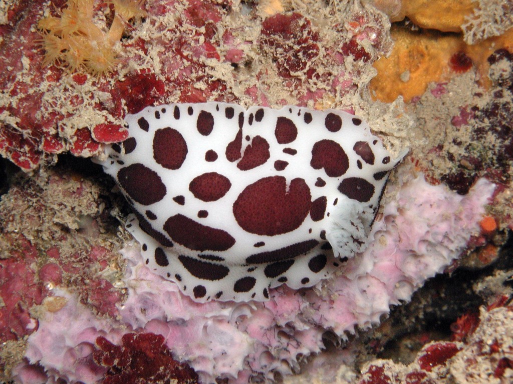 Leopard Sea Slug
