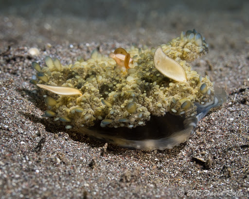 Mangrove Upsidedown Jelly