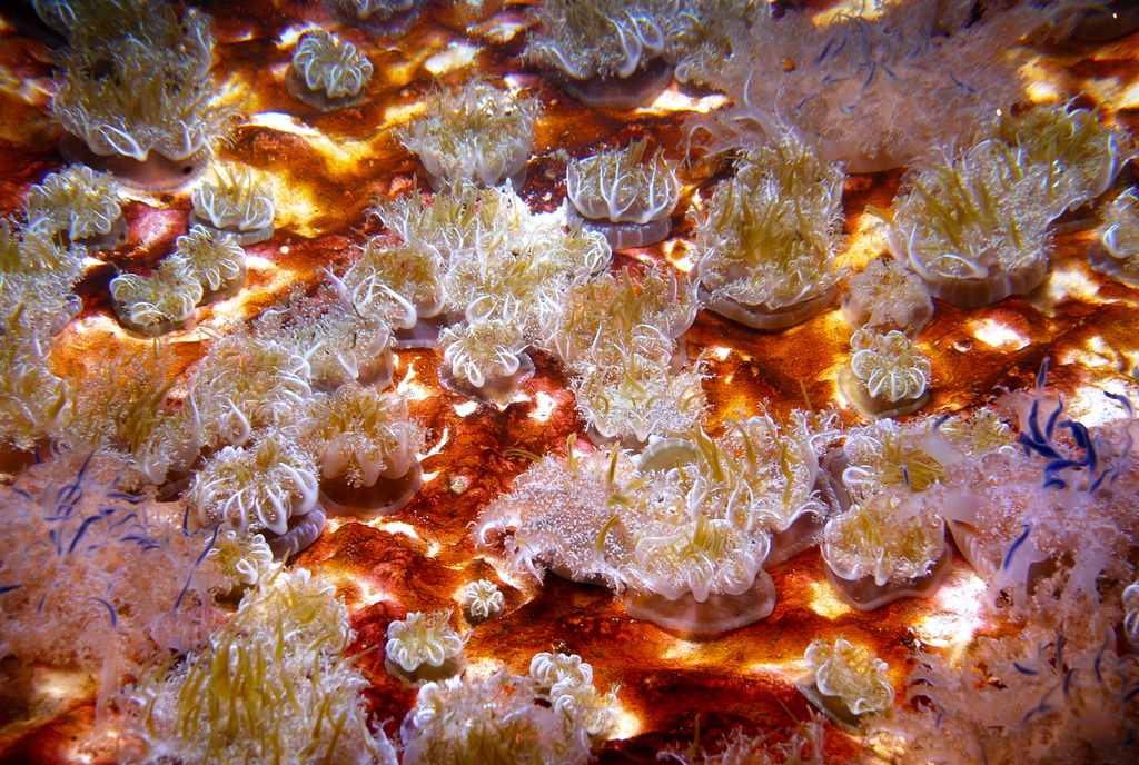 Mangrove Upsidedown Jelly