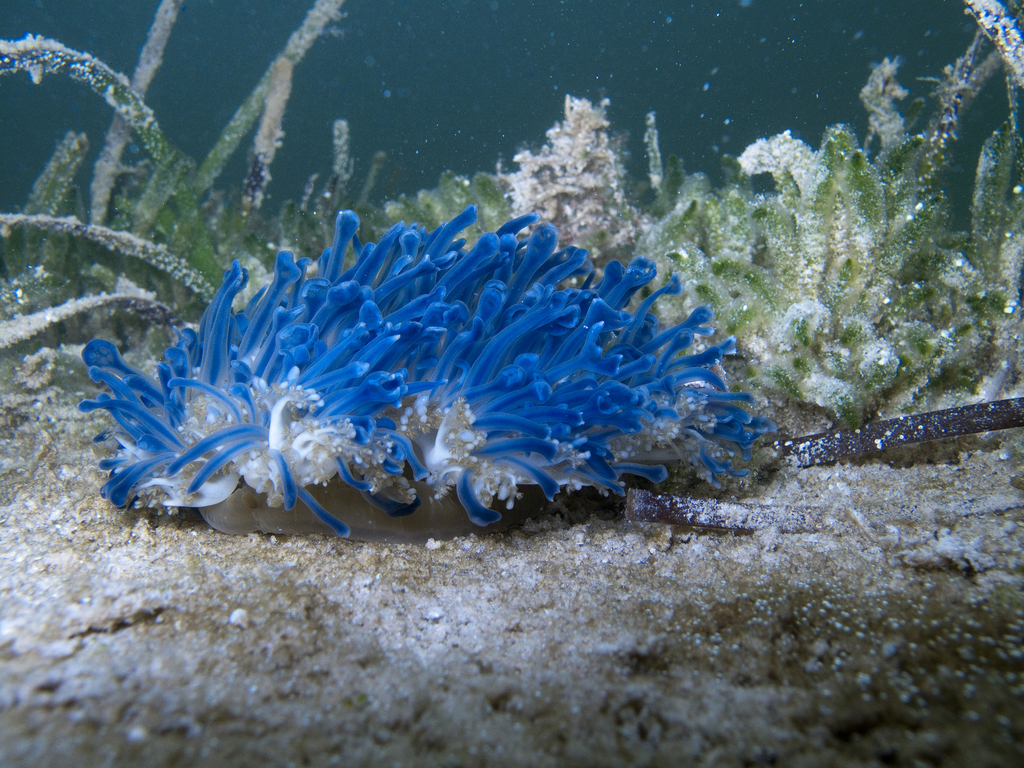 Mangrove Upsidedown Jelly