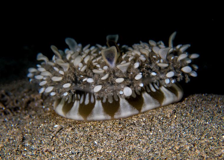 Mangrove Upsidedown Jelly