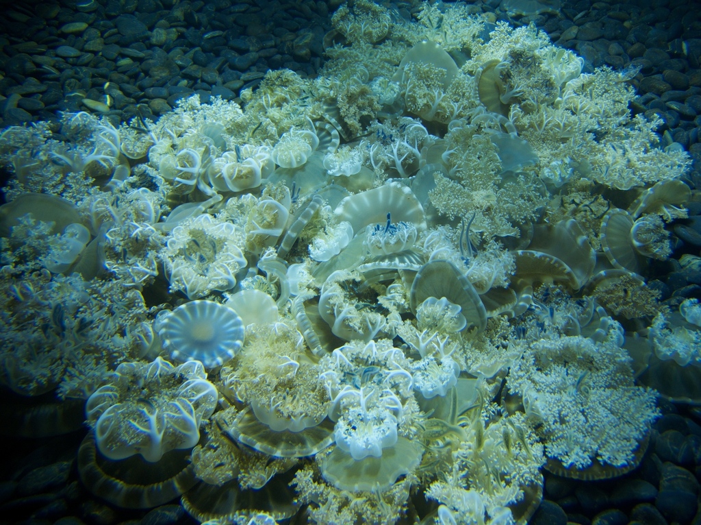 Mangrove Upsidedown Jelly