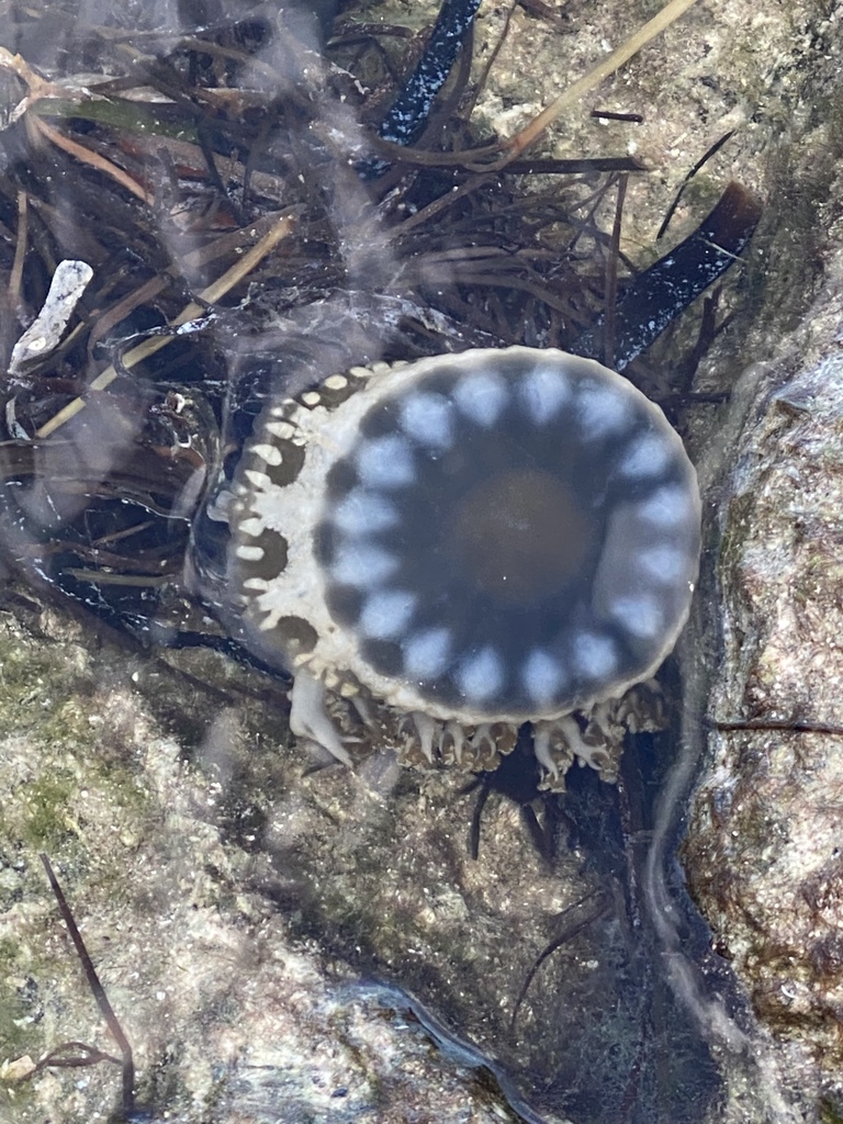 Mangrove Upsidedown Jelly