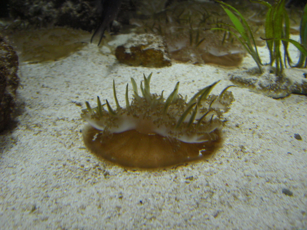 Mangrove Upsidedown Jelly