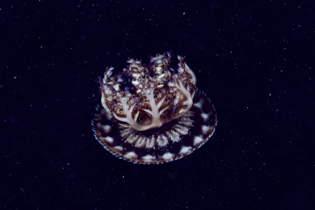 Mangrove Upsidedown Jelly
