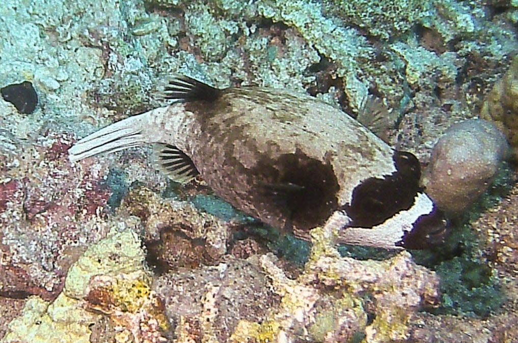 Masked Puffer