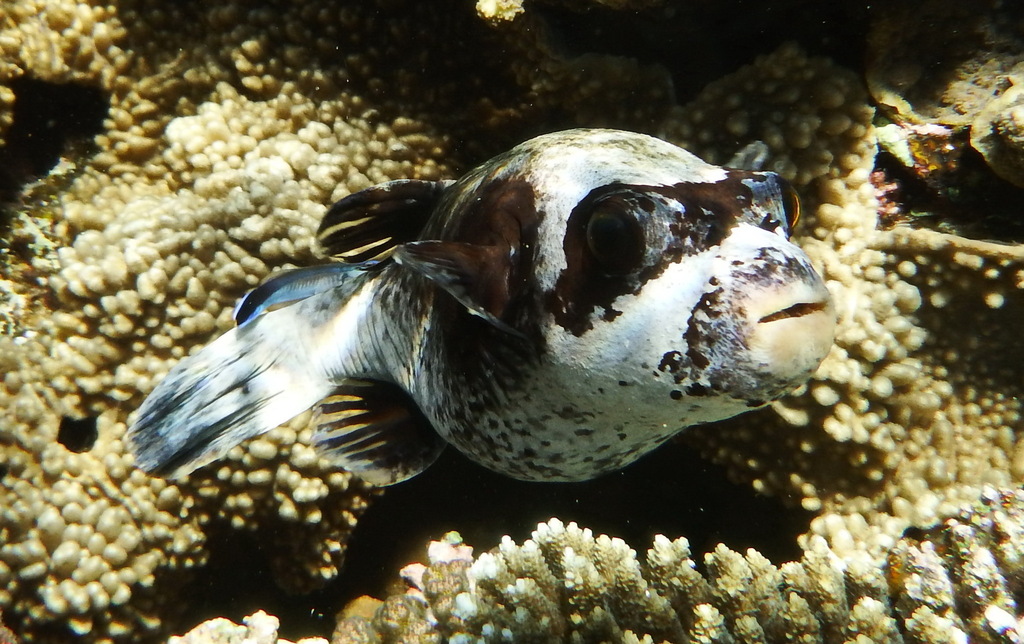 Masked Puffer