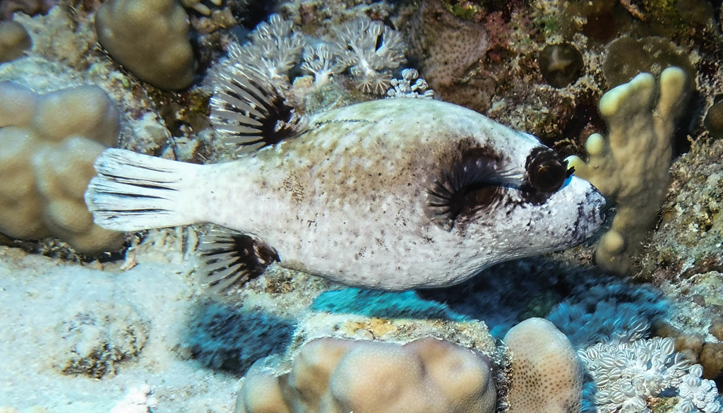 Masked Puffer