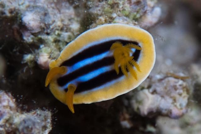 Pyjama Slug