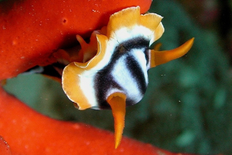 Pyjama Slug