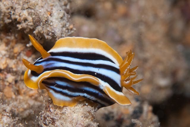 Pyjama Slug