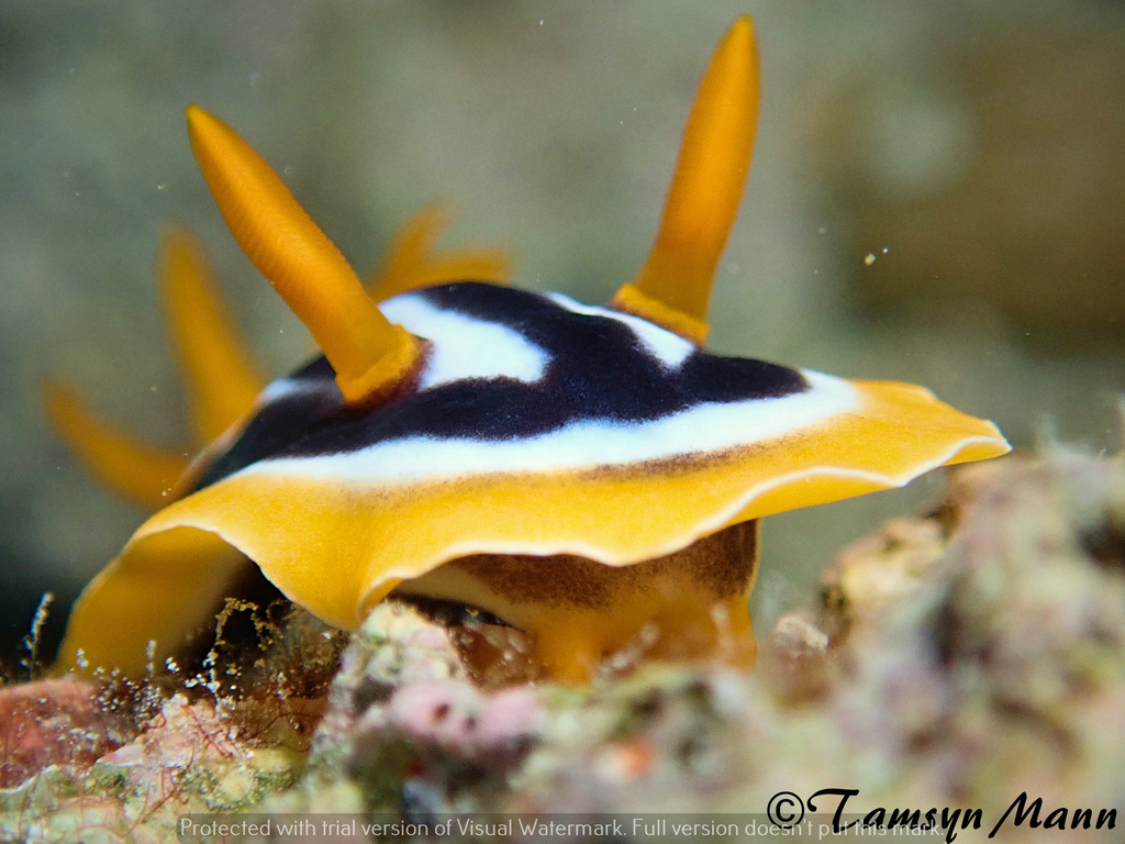 Pyjama Slug