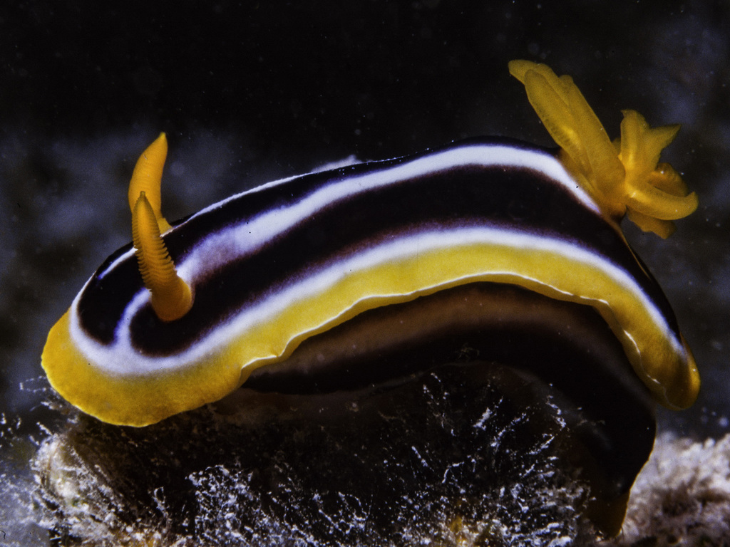 Pyjama Slug