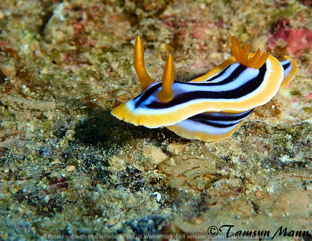 Pyjama Slug