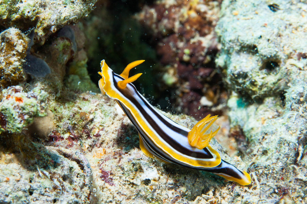 Pyjama Slug
