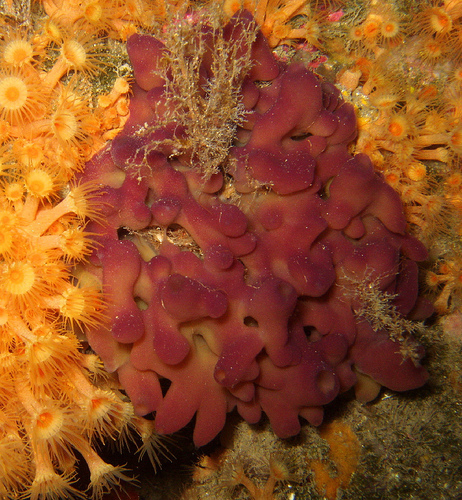 Flesh Sponge