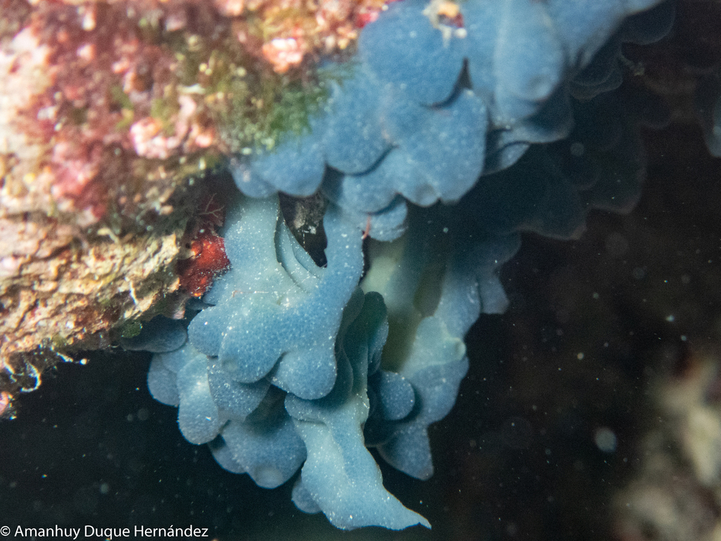 Flesh Sponge