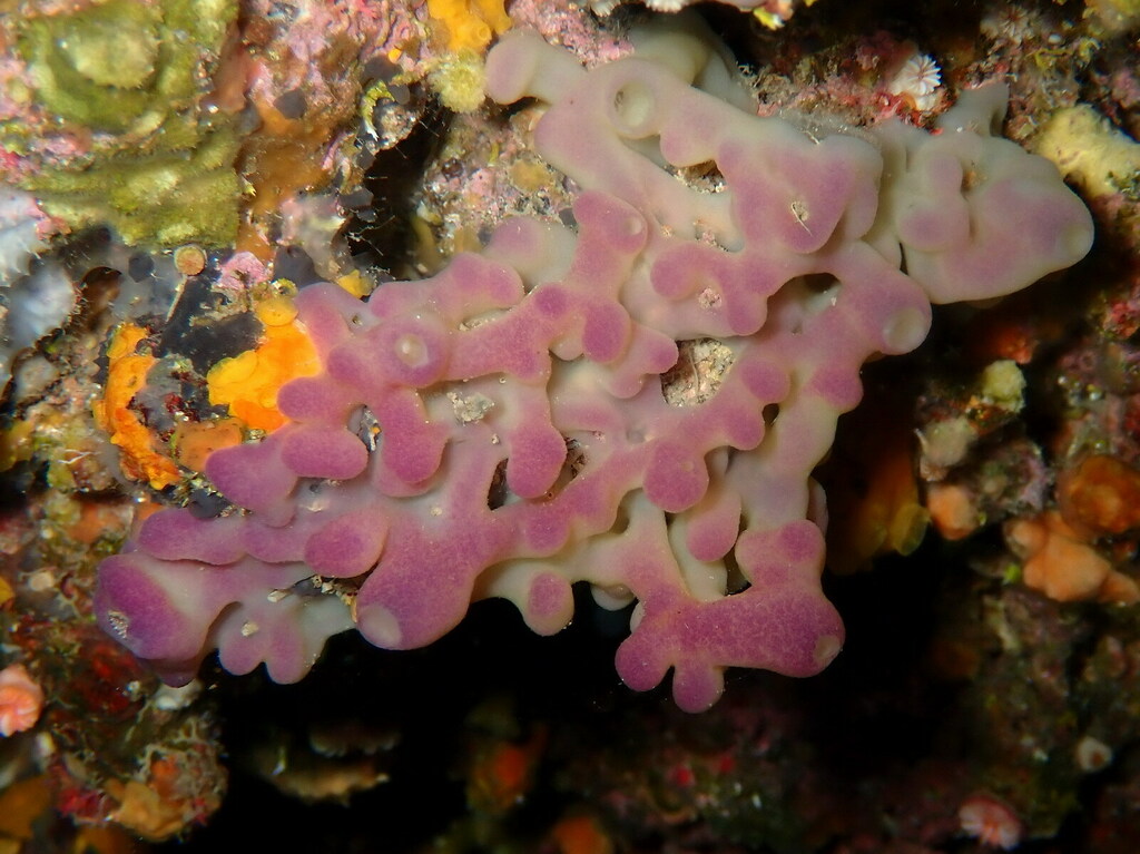 Flesh Sponge