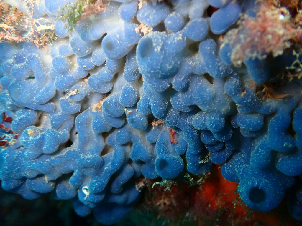 Flesh Sponge