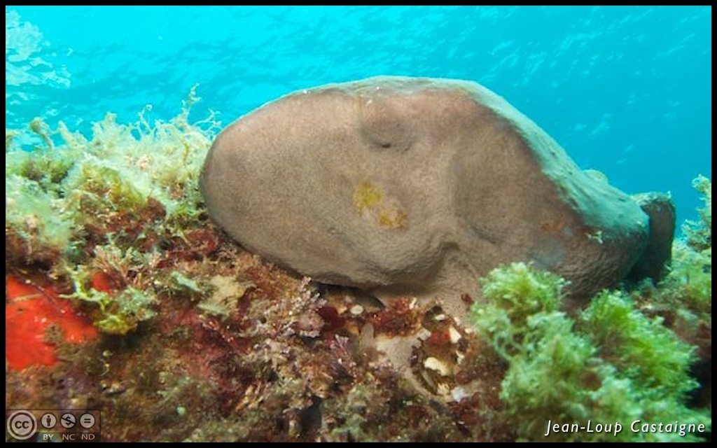 Elephant's Hide Sponge