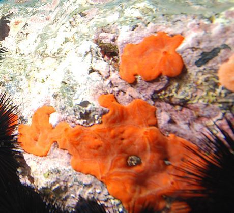 Éponge Encroûtante Orange