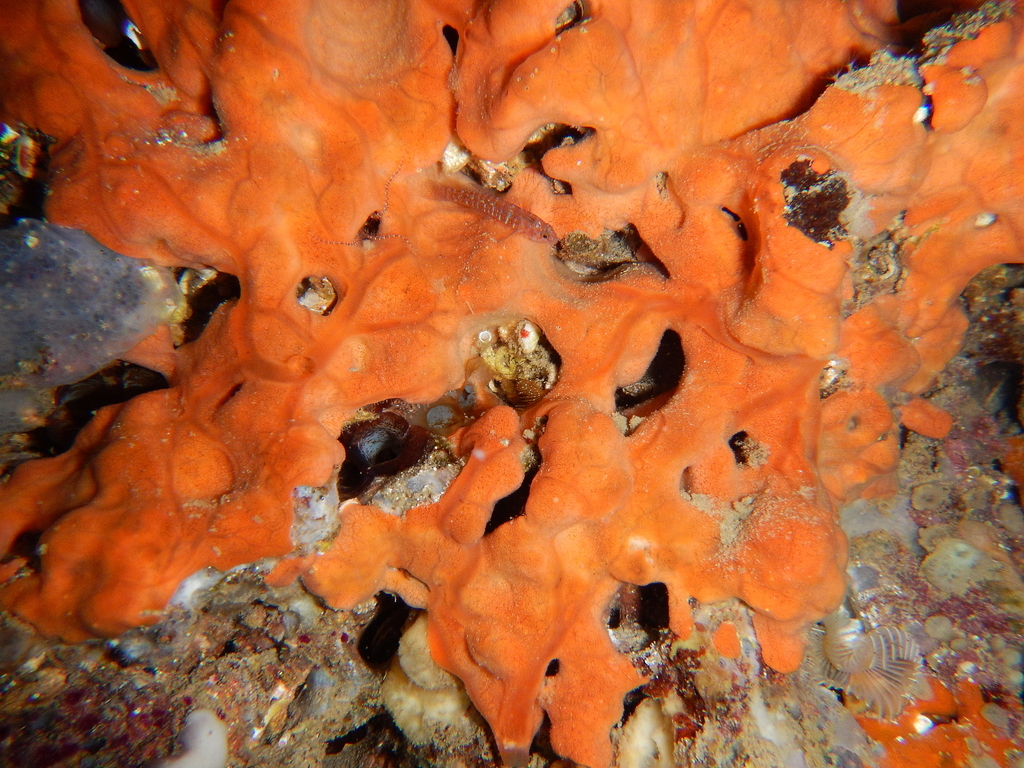 Éponge Encroûtante Orange