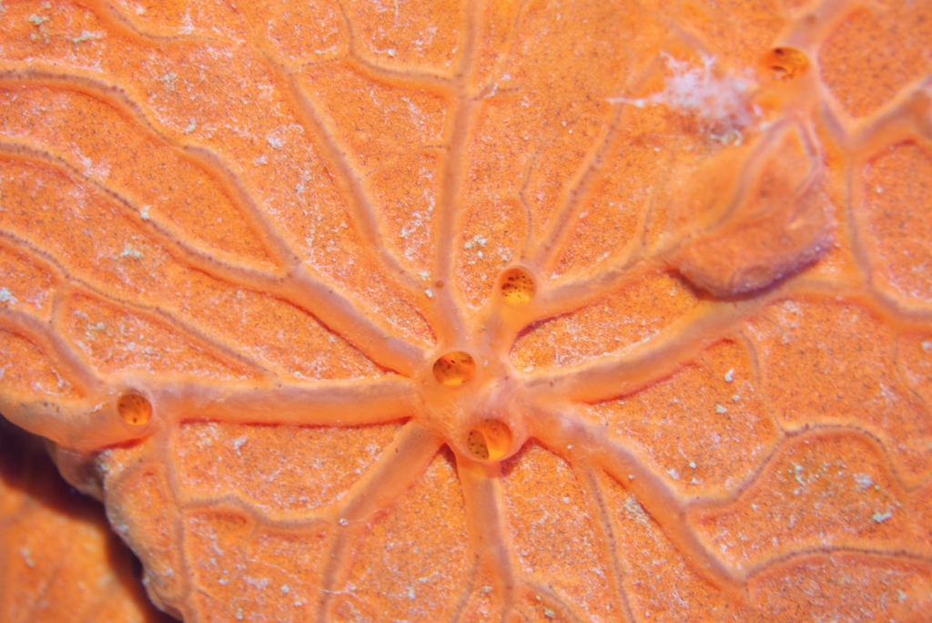 Éponge Encroûtante Orange