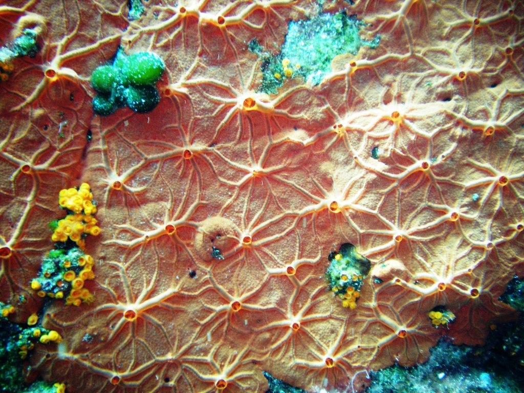 Éponge Encroûtante Orange