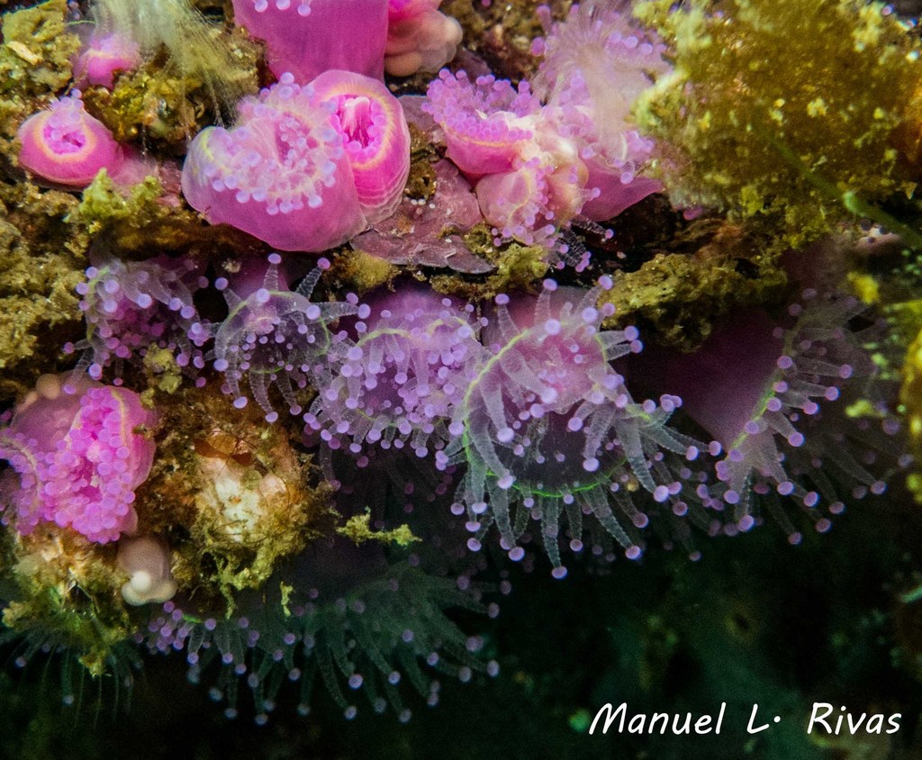 Jewel Anemone