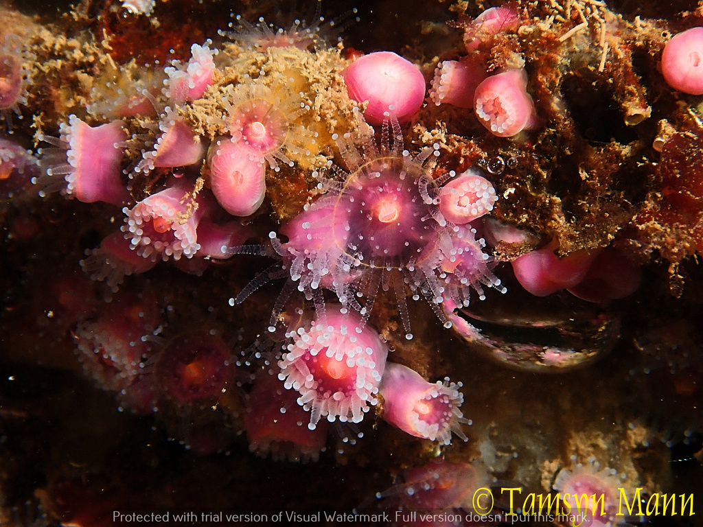 Jewel Anemone