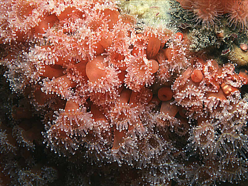 Jewel Anemone