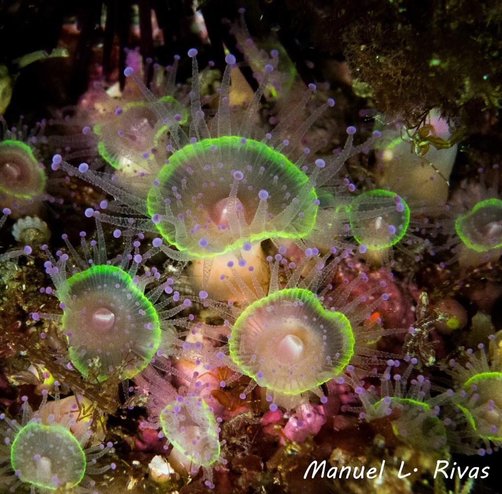 Jewel Anemone