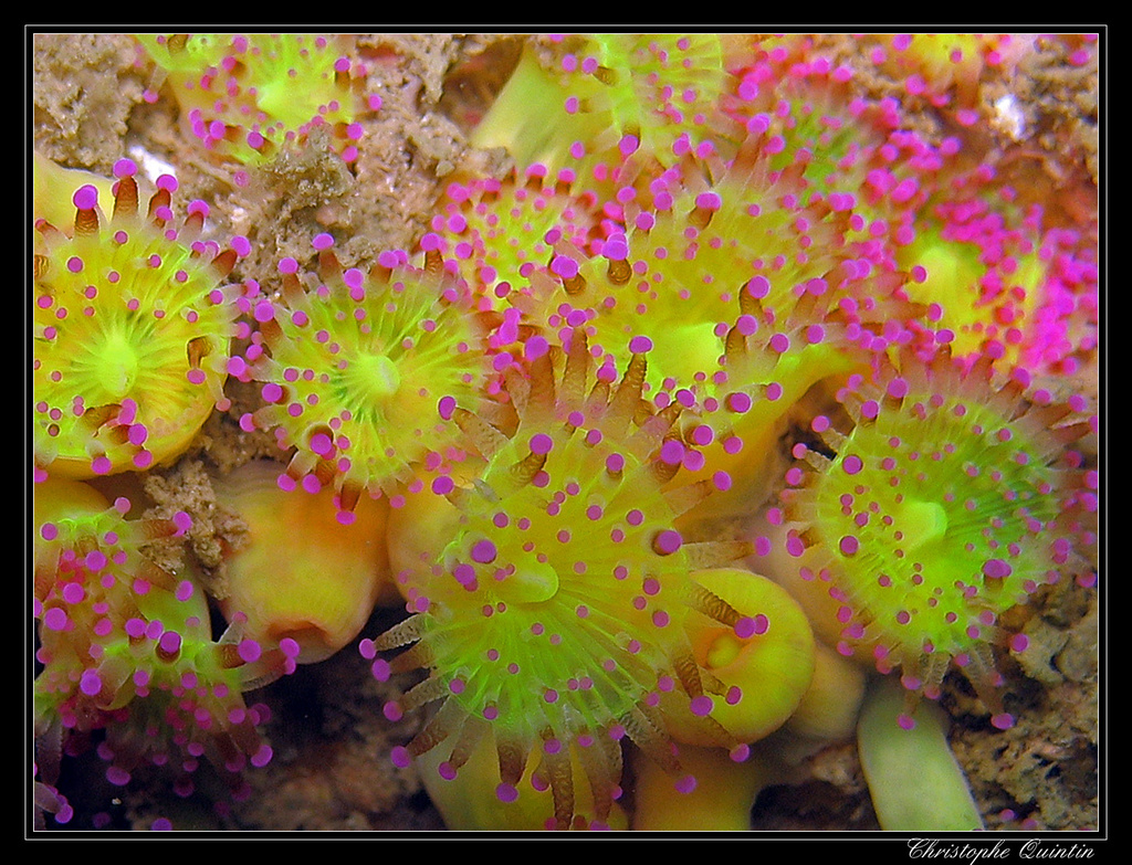 Jewel Anemone