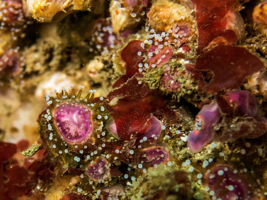 Jewel Anemone